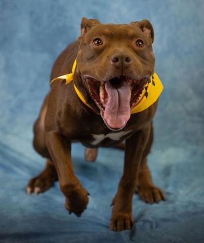Hank happily stepping toward the camera in a yellow bandana